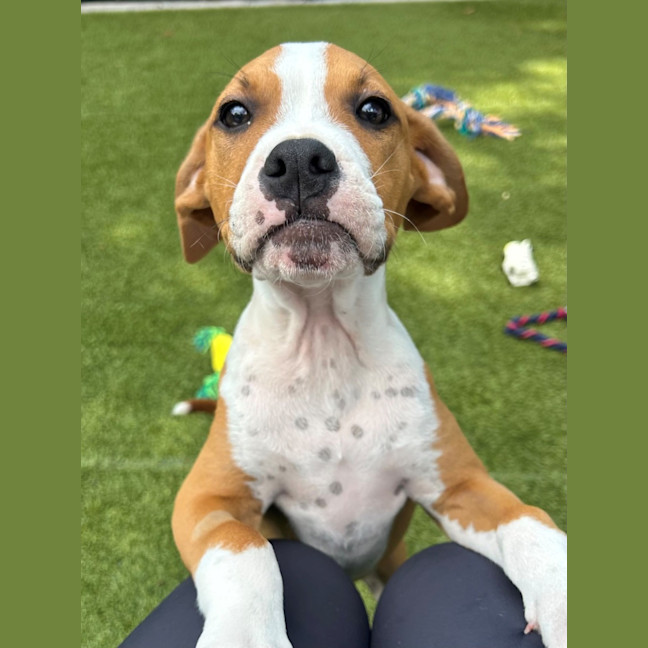 Photo of D1092 Frank 