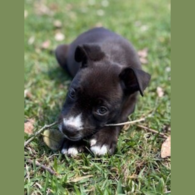 Photo of Jule Now Pepper