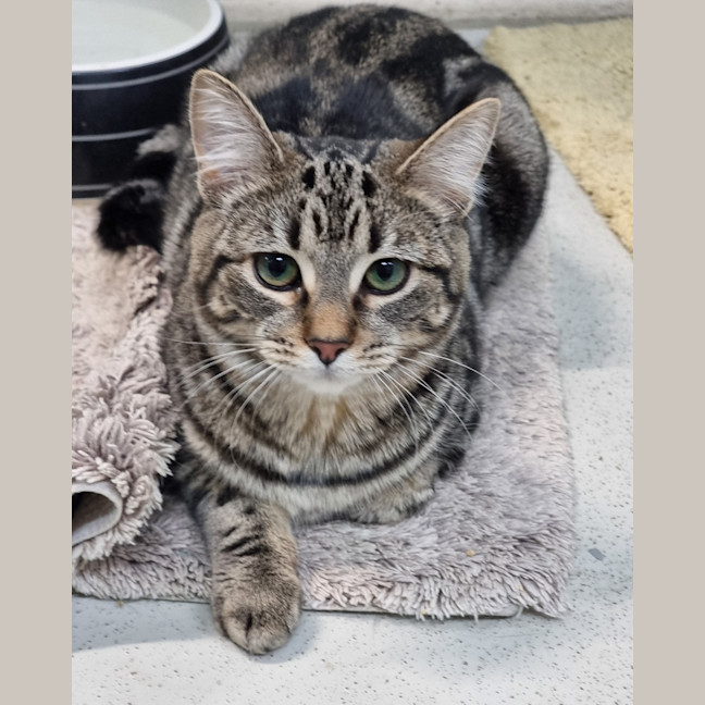 Photo of Fizz