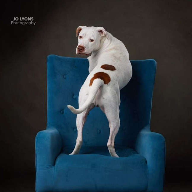 Photo of Chief   3 Year Old Staffy