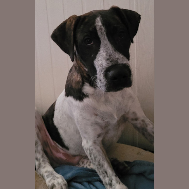 Photo of Clumsy Smurf