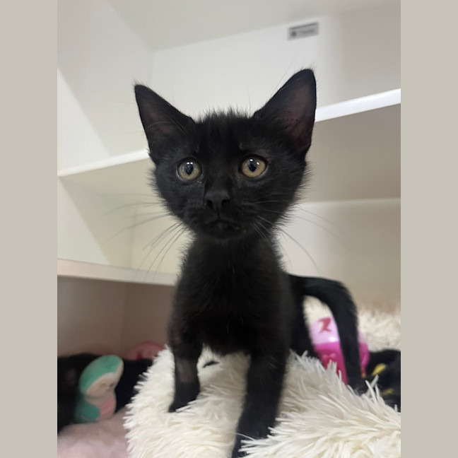Photo of Jinx