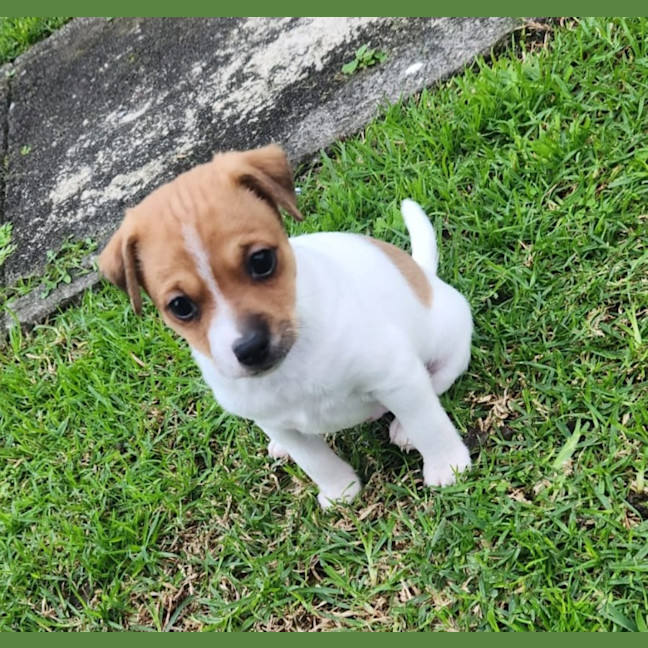 Photo of Waffles