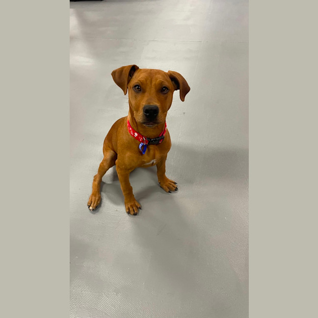 Photo of Amber   4 Month Old Ridgeback X