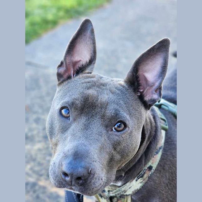 Photo of 🏏 Sharon Strzelecki 5432 🏏