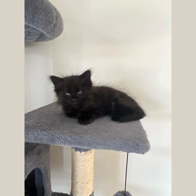 Photo of Charlie Meet Me@Petstock Keysborough Store 