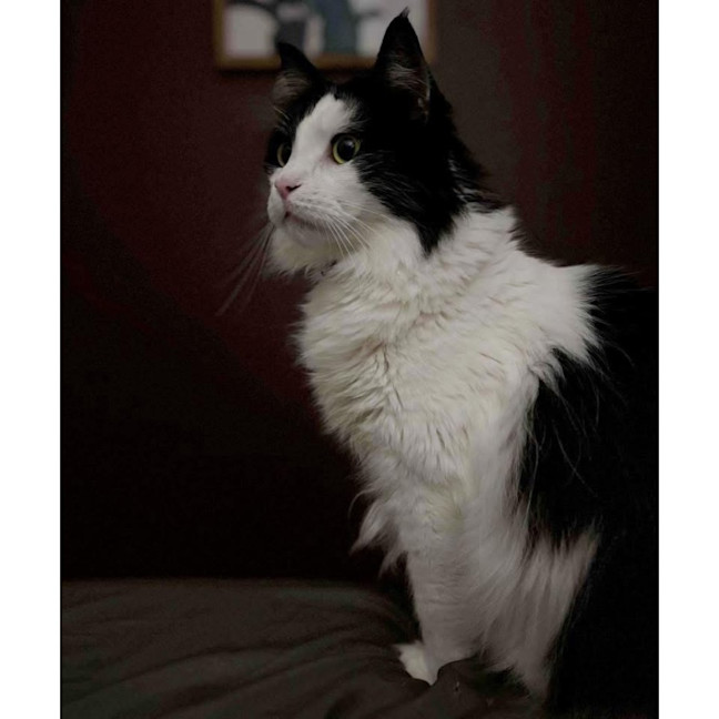 Photo of 6799   Shadow