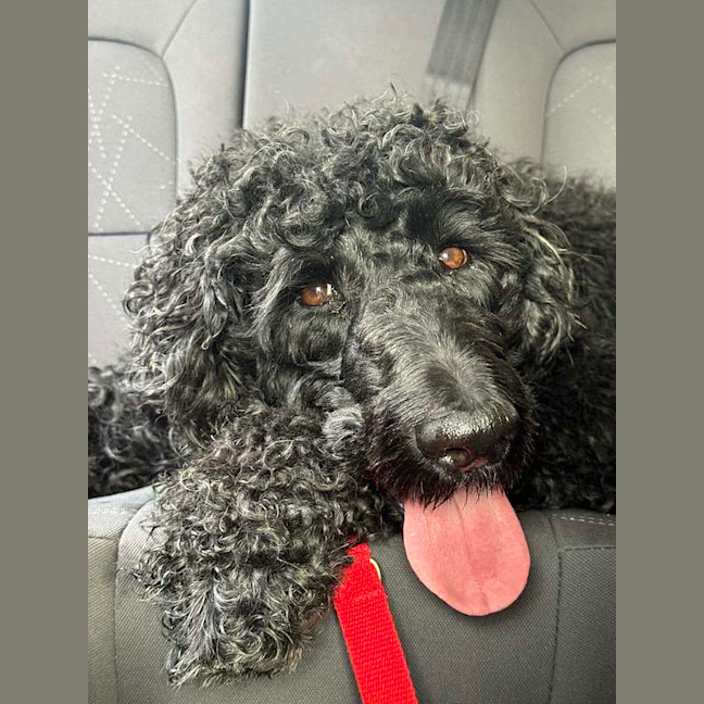 Photo of Scottie