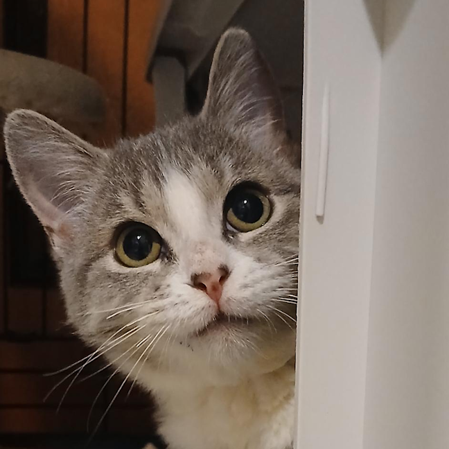 Photo of Bonnie