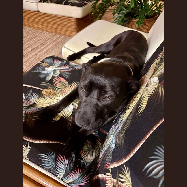 Photo of Lilly