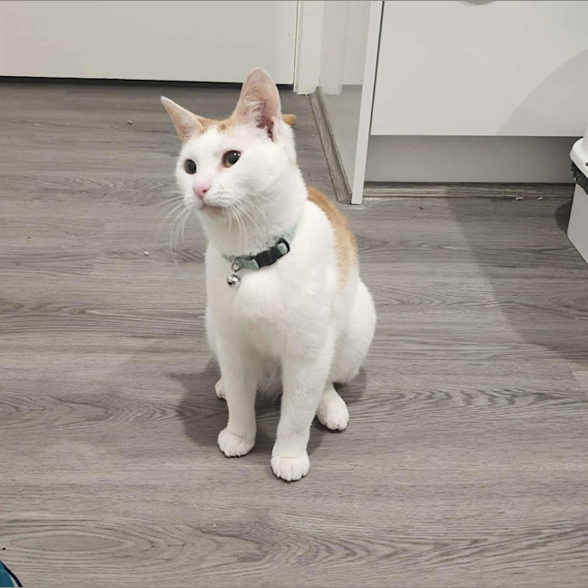 Photo of Cherry   In Foster In Ivanhoe