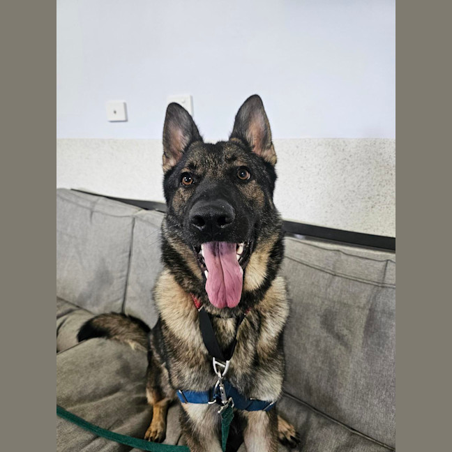 Photo of Lyra