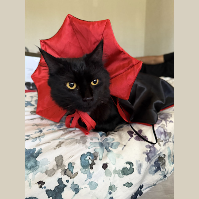 Photo of Poppy