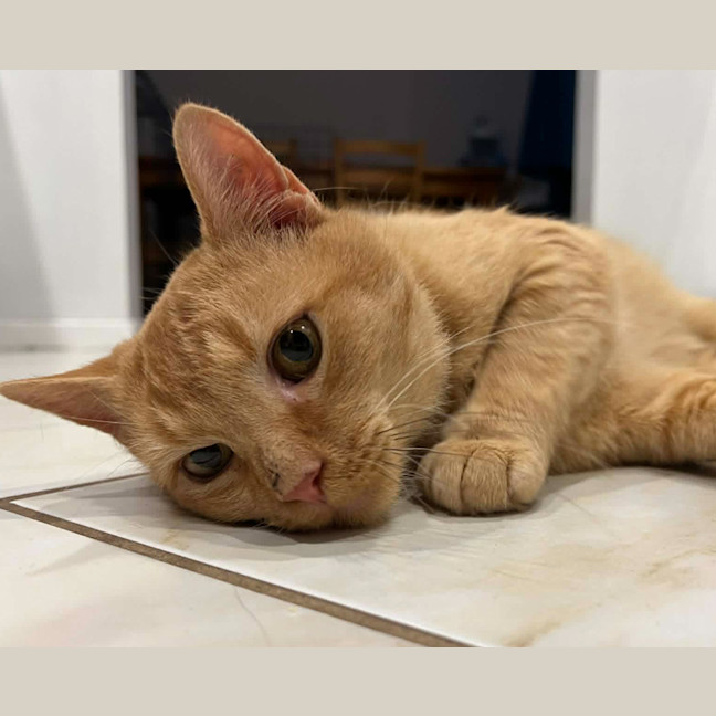 Photo of Zoro
