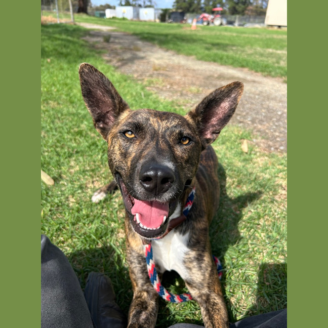 Photo of Honey