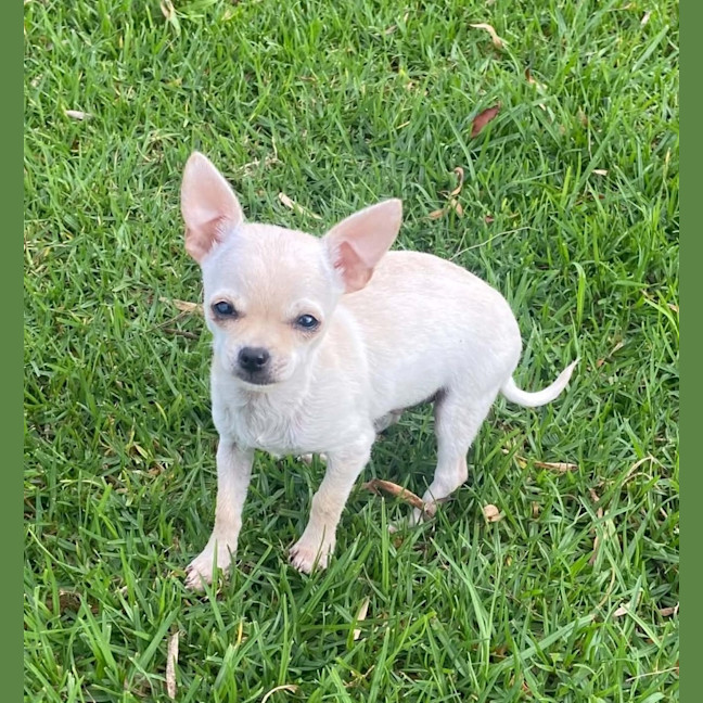 Photo of Pablo
