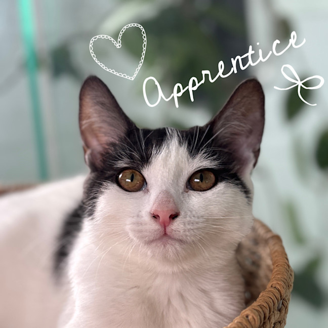 Photo of 👣 Apprentice 👣