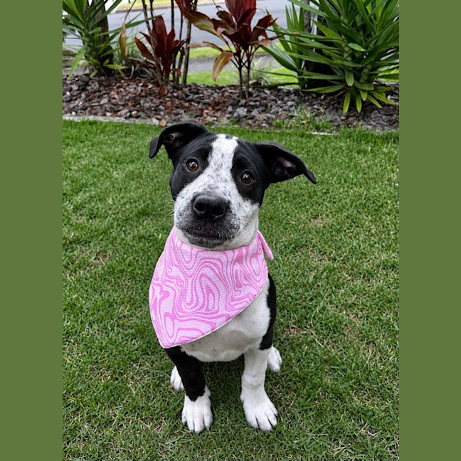 Photo of Nova