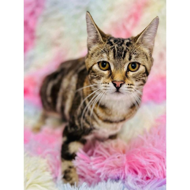 Photo of 11836   Twix