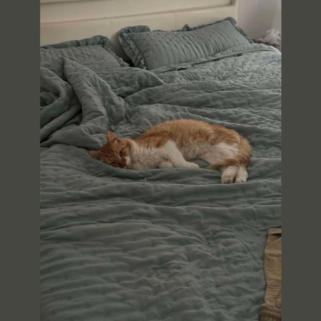 Photo of Chester 