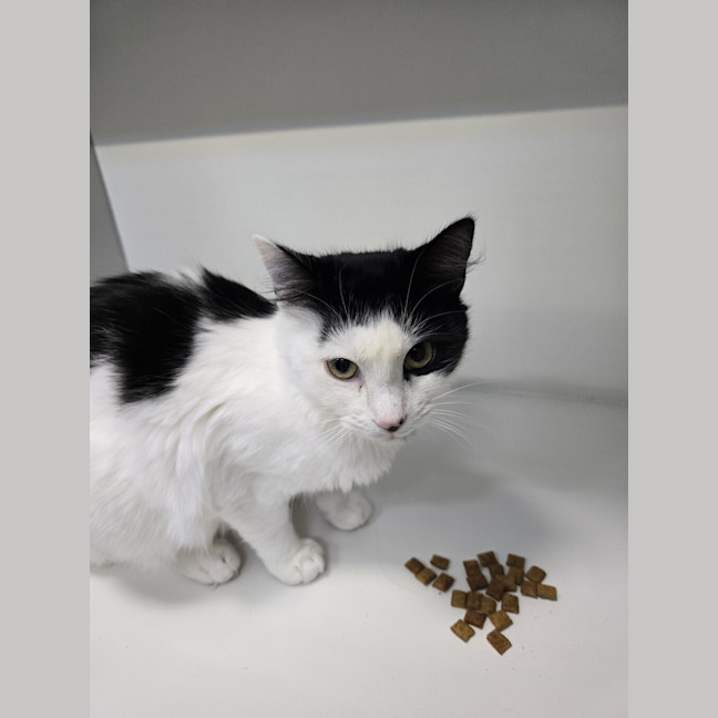 Photo of Rebel (Bonded To Mistee)