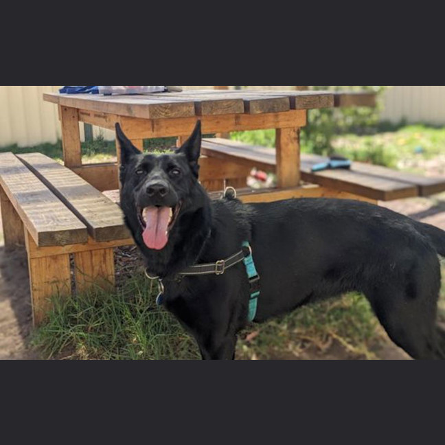 Photo of Laika