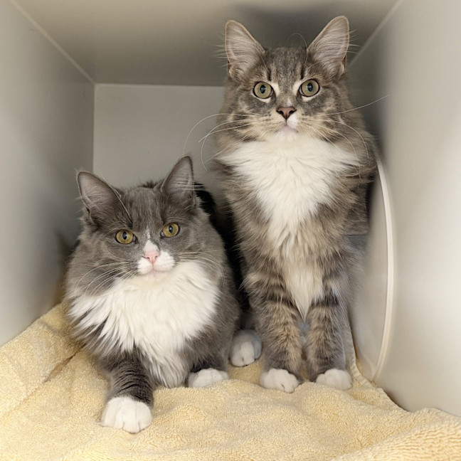 Photo of Tambo And Raya