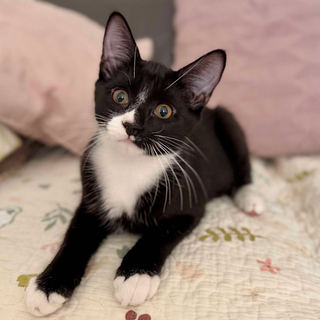 Photo of Chilli   Located In Croydon