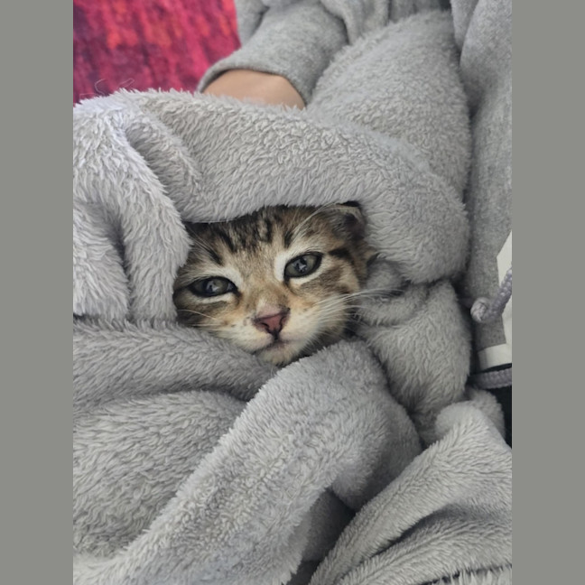 Photo of Meowly**2nd Chance Cat Rescue **