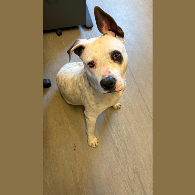 Photo of Bronco