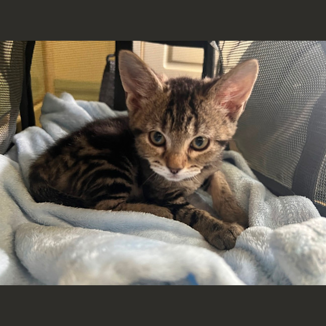 Photo of Munchkin **2nd Chance Cat Rescue**