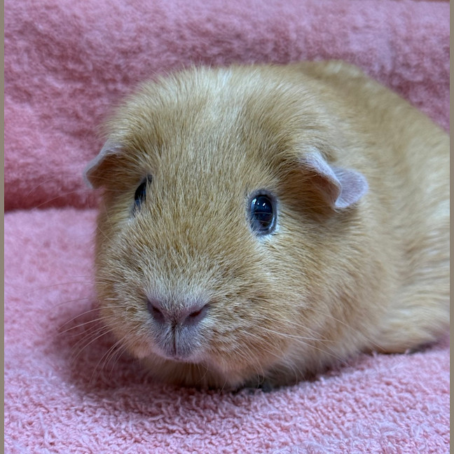 Photo of Peaches