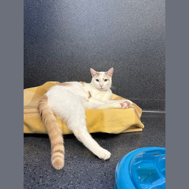 Photo of Bagel