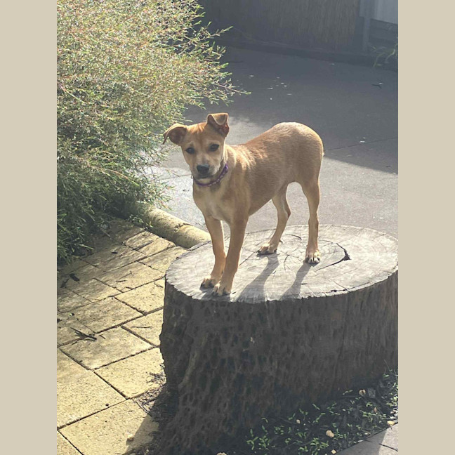 Photo of Crumpet