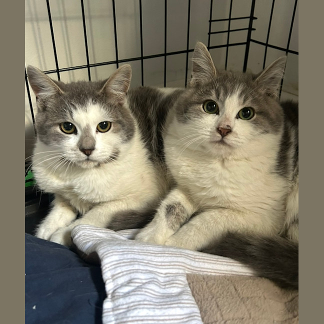 Photo of Roo & Kipper 