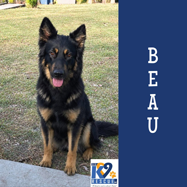 Photo of Beau