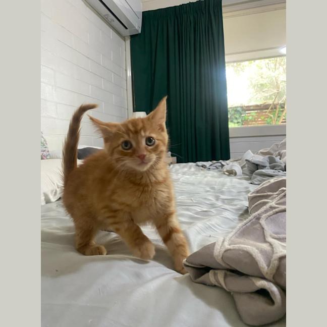 Photo of Hercules   Located In Ashwood