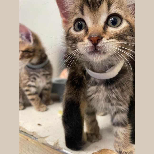 Photo of Ember