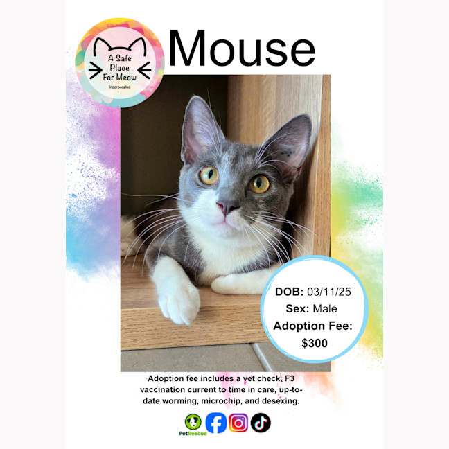 Photo of Mouse