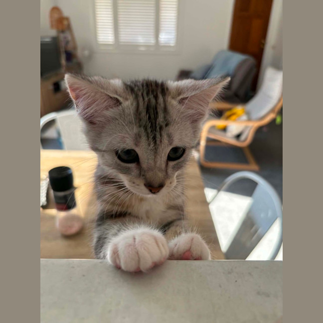 Photo of Cleo Meet Me@Petstock Carrum Downs Store