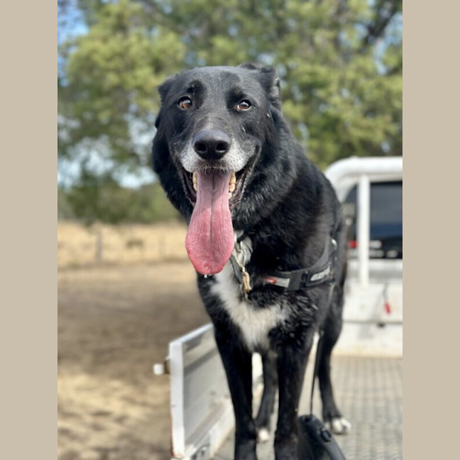 Photo of Harley