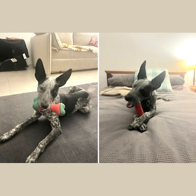 Photo of Bluey