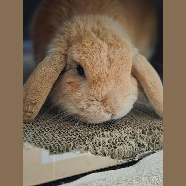 Photo of Pip