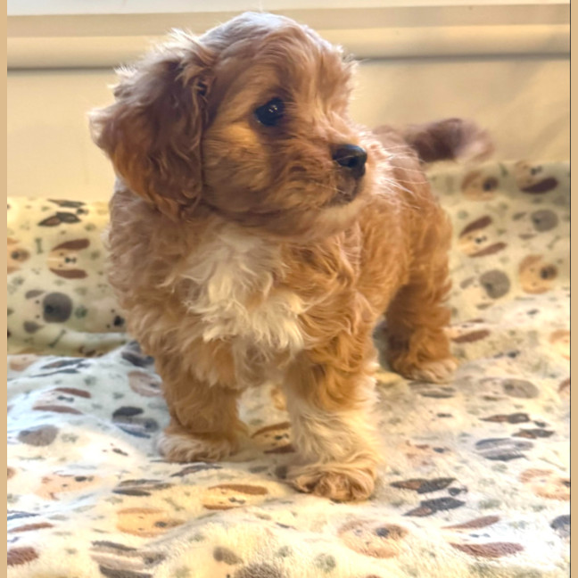 Photo of Rosie