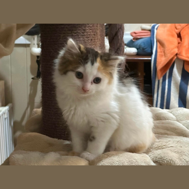 Photo of Cotton Socks