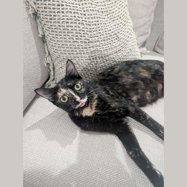 Photo of Olive