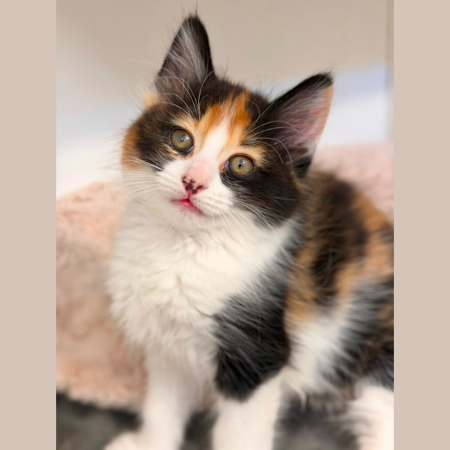 Photo of Poppy