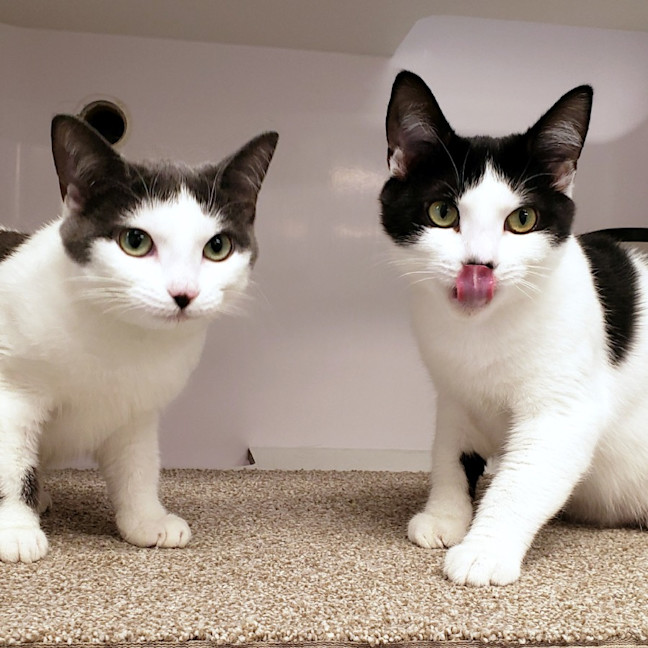 Photo of Romeo Suk013290 & Juliet Suk013291