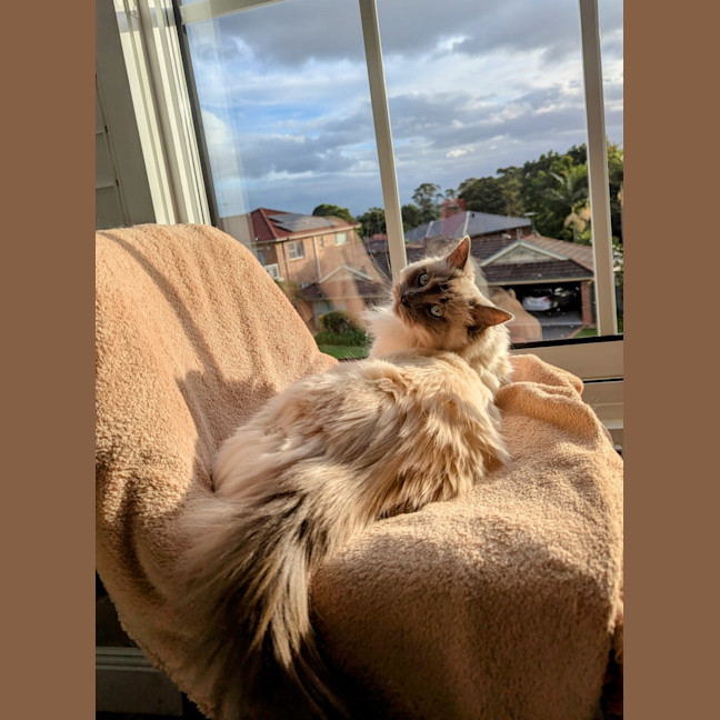 Photo of Tilly