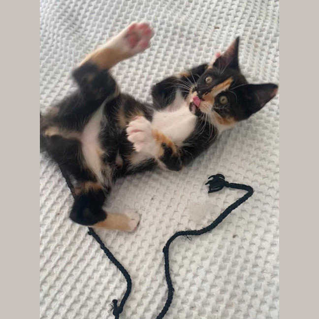 Photo of Poppy